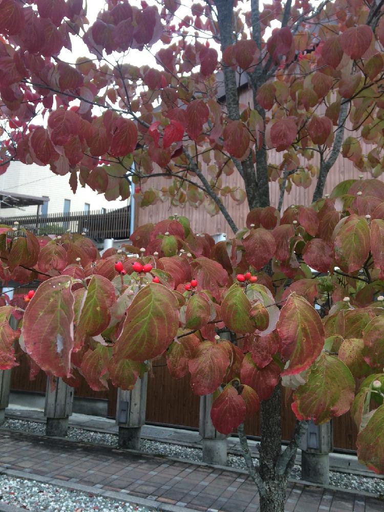 ハナミズキの投稿画像 By Loveちゃんママさん 紅葉した葉っぱと鮮やか と艶やかと街路樹と秋の赤い実 17月10月11日 Greensnap グリーンスナップ