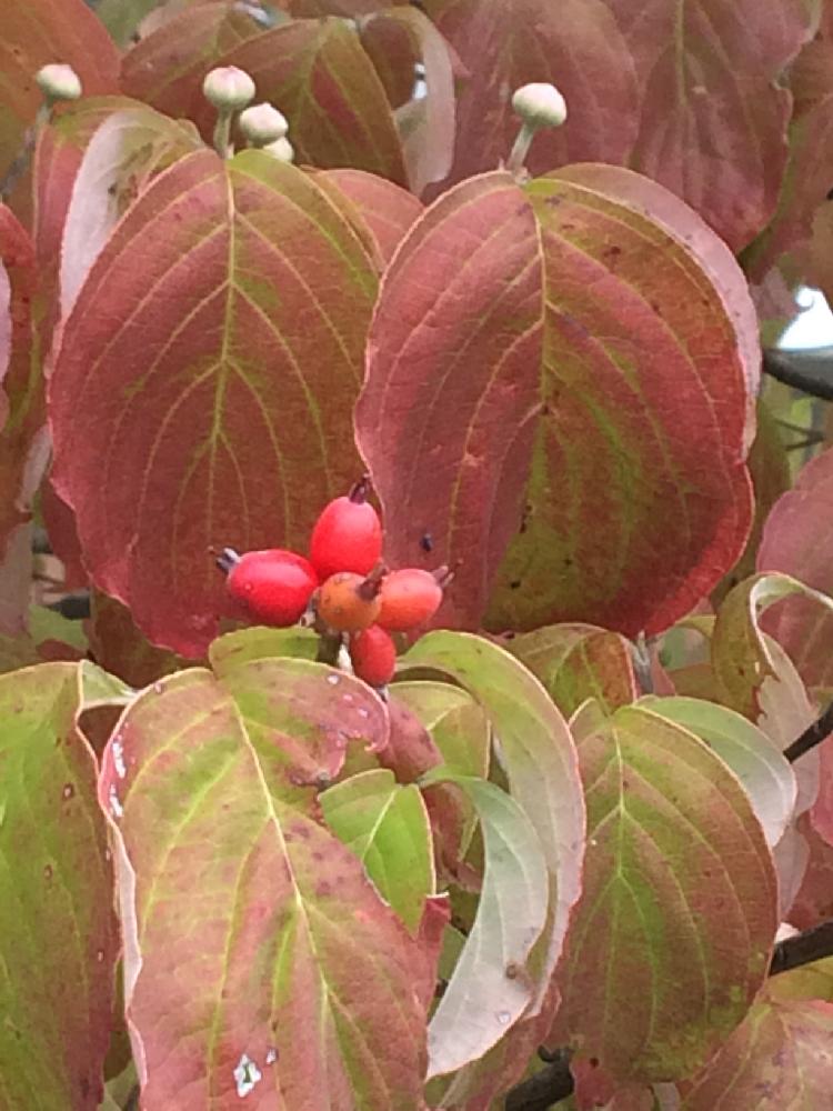 ハナミズキの実の投稿画像 By Loveちゃんママさん 街路樹と秋の赤い実と紅葉した葉っぱと秋晴れ 17月10月11日 Greensnap グリーンスナップ