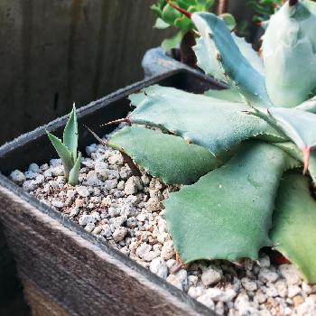 アガベ雷神成長日記の投稿画像一覧 Greensnap グリーンスナップ