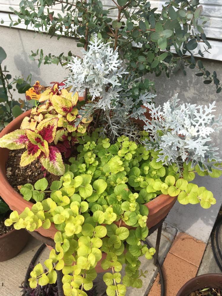 コリウスの投稿画像 By 933さん シロタエギクとユーカリグニーとエントランスとグリーンのある暮らしと寄せ植えとユーカリの木と君の名は と成長しました とリシマキアとグリーンのある暮らしと寄せ植えとユーカリの木と君の名は と成長しました 17月10月12日