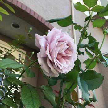 薔薇を愛でるの画像 by ビアンコさん | 玄関とノヴァーリスといい匂いとバラ 鉢植えと美しいとバラを楽しむと薔薇を愛でる