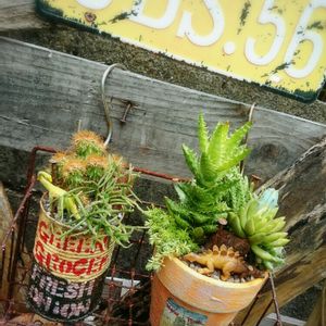 寄せ植え,多肉植物,観葉植物,南国,リメ缶の画像