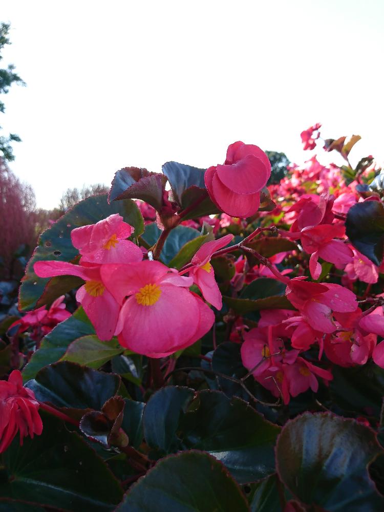 ベゴニア ワッパーの投稿画像 By Sengoku Kotonoさん 季節を楽しむと今日のお花とビビッドピンクと可愛いと花のある暮らしと 赤色植物 コンテスト 17月10月13日 Greensnap グリーンスナップ