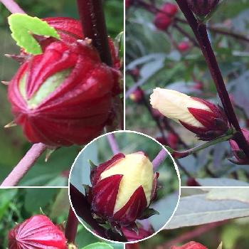 ベニアオイの投稿画像一覧 Greensnap グリーンスナップ