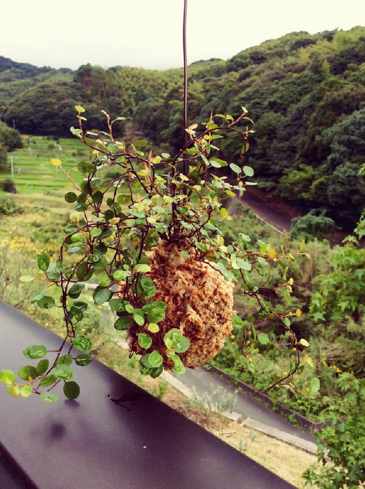 吊るすの投稿画像 By 8787さん 雨ふりと植中毒と観葉食物と斑入りワイヤープランツ と苔玉 17月10月13日 Greensnap グリーンスナップ