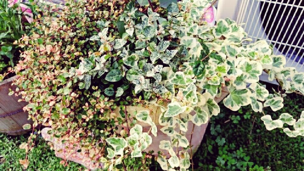 アイビー ヘデラ の投稿画像 By こうさん ハツユキカズラとワイヤープランツと広い庭とよせ植えとみどりのある暮らしとよせ植えとみどりのある暮らし 17月10月13日 Greensnap グリーンスナップ Greensnap グリーンスナップ