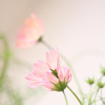 引きこもりの画像 by sakiyukaさん | 部屋と「コスモス」コンテストと植物のある暮らしと引きこもりと植中毒と今日の一枚と今日のお花とナチュラルスタイルと花のある暮らしとうちフォト
