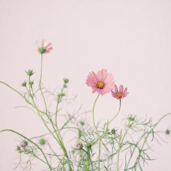 引きこもりの画像 by sakiyukaさん | 部屋とコスモス オレンジキャンパスと「コスモス」コンテストと引きこもりと植中毒と今日の一枚と今日のお花とナチュラルスタイルと花のある暮らしとうちフォト