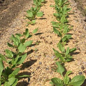 ほうれん草,はたけ,収穫,収穫物,自家製野菜の画像