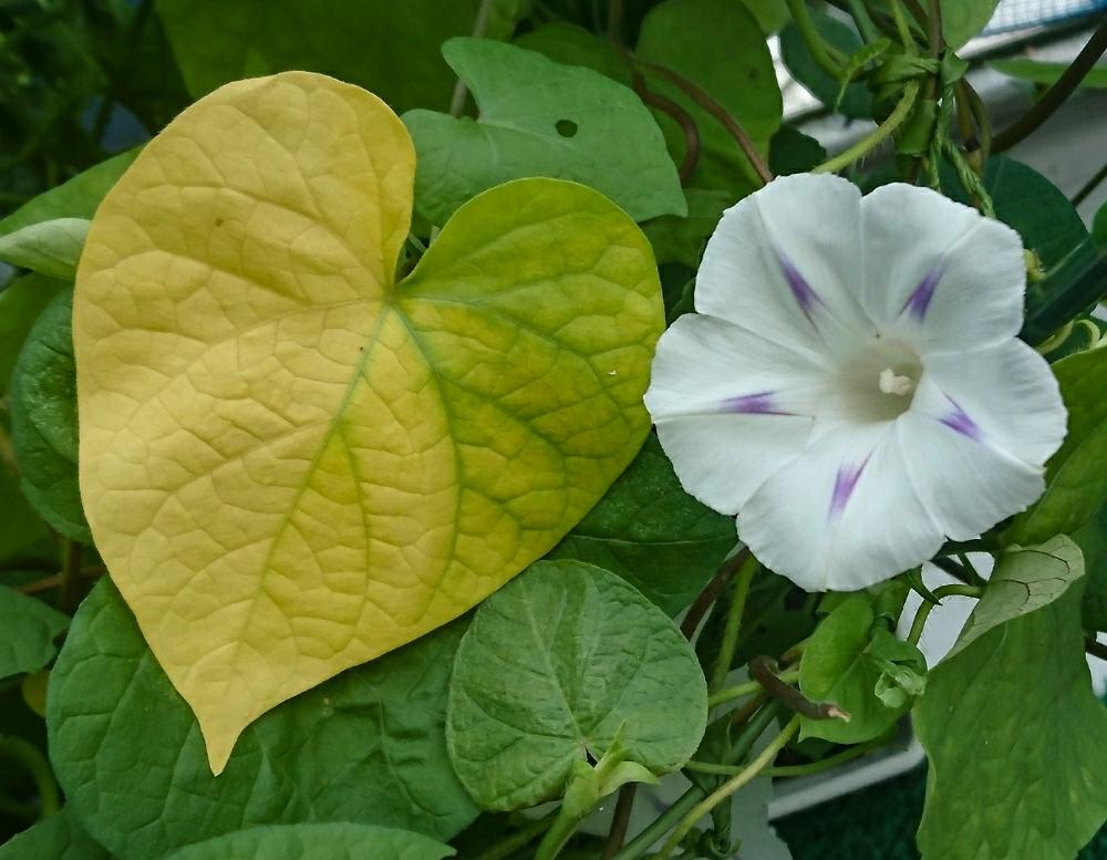 西洋朝顔ミルキーウェイの投稿画像 By ピッチさん スマホ撮影 17月10月14日 Greensnap グリーンスナップ