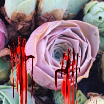 アエオニウム・オーレア  の画像 by bluestarさん | テラスとGreenovia Aurea ex El Hierro, Pink Mountain Roseと植中毒とタニラーとアエオニウム・オーレア  