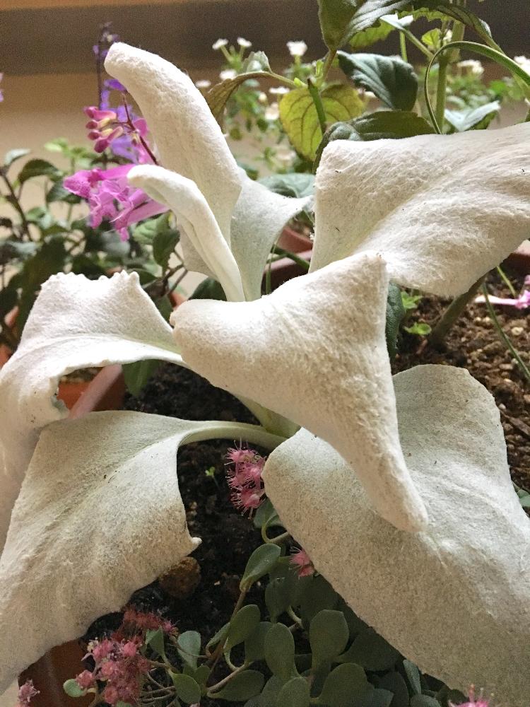 セネシオ エンジェルウイングスの投稿画像 By えめらるどさん ふわふわの葉とキレイ と白い葉っぱと白い植物とかわいい とバルコニスト 17月10月14日 Greensnap グリーンスナップ