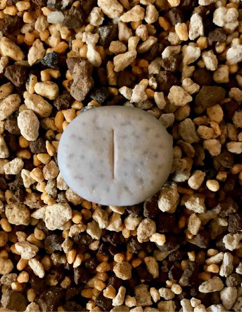 碧賜玉 Lithops vallis-mariae リトープス 多肉植物
