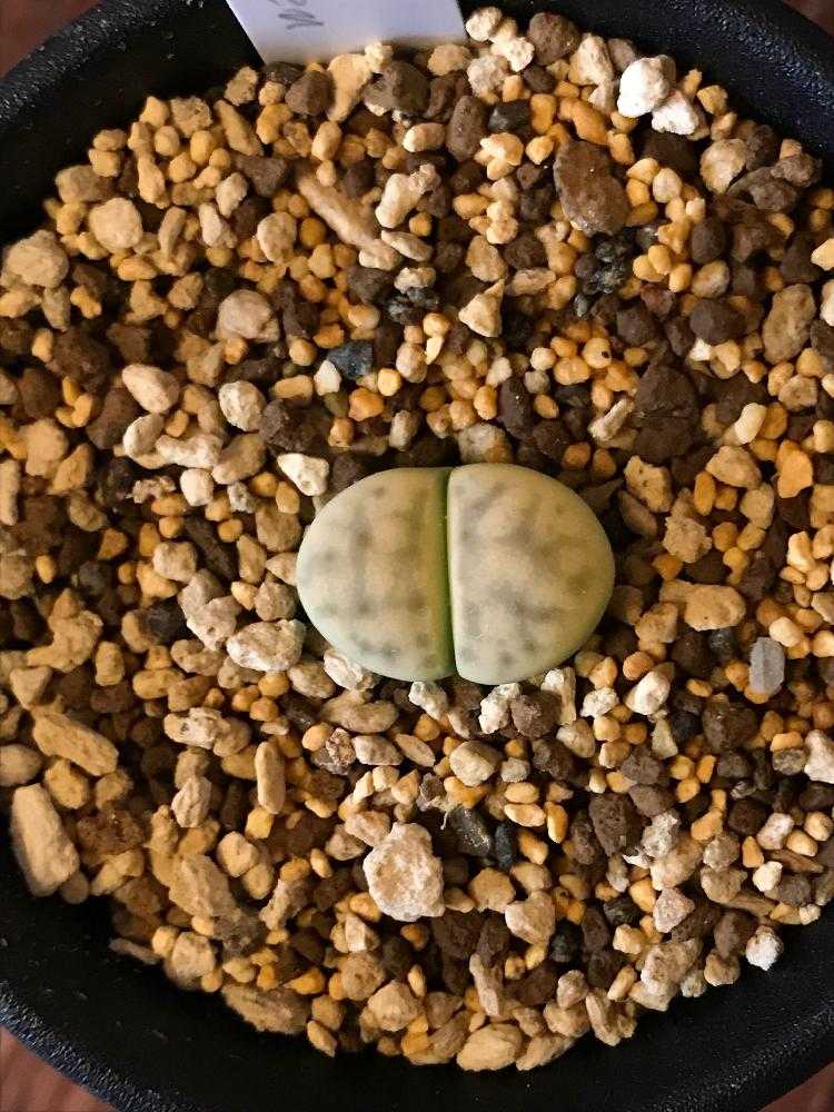 碧賜玉 Lithops vallis-mariae リトープス 多肉植物
