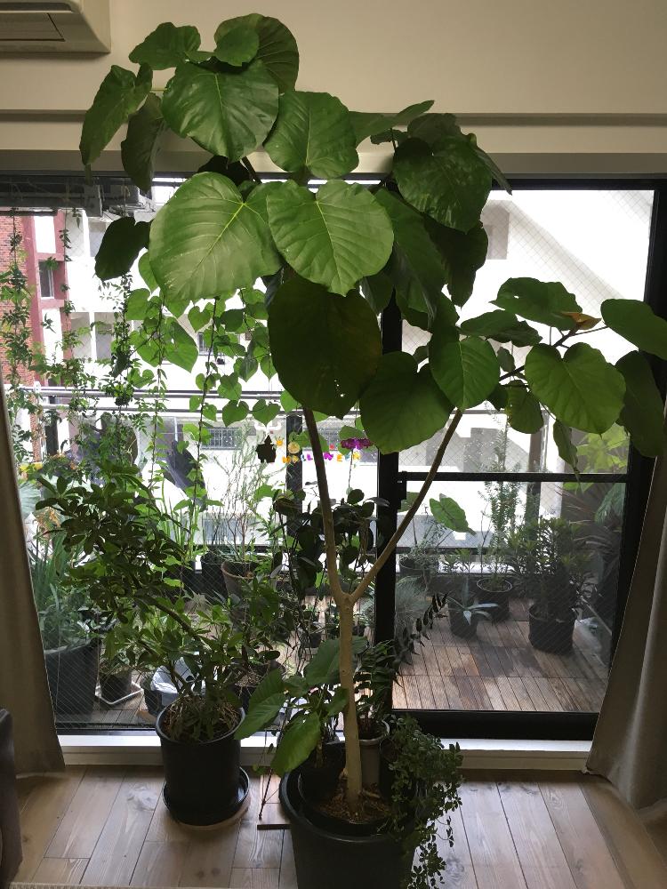 ウンベラータ 180cm 鉢植え 造花 フィカス インテリア おしゃれ 室内 人工 観葉植物 装飾 ディスプレイ 店舗 作り物 フェイク グリーン プランツ Am5138 180a 造花観葉植物専門店ビワールデコ 通販 Sp Gifts Ellinghamhouse Co Uk