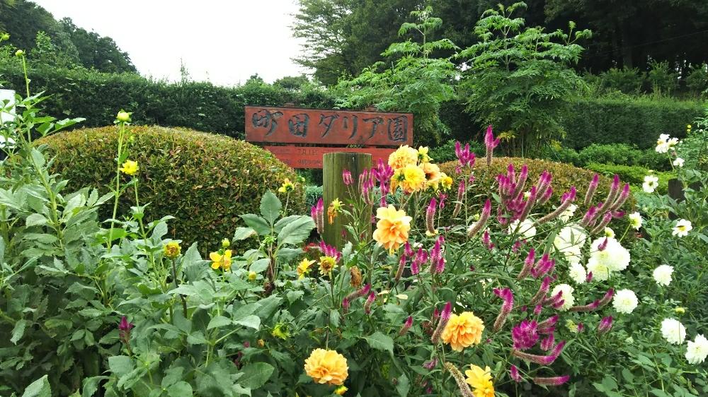 町田ダリア園 Greensnap グリーンスナップ