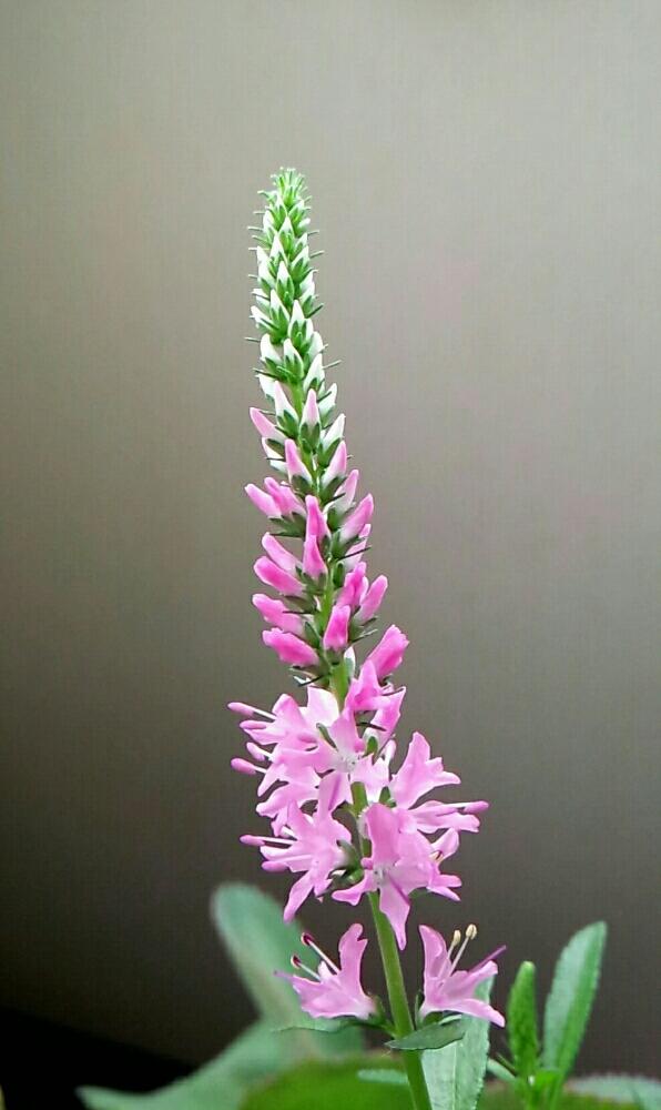 ベロニカの投稿画像 By 96さん ピンク系と耐寒性宿根草とピンクと花のある暮らしとかわいいな 17月10月15日 Greensnap グリーンスナップ