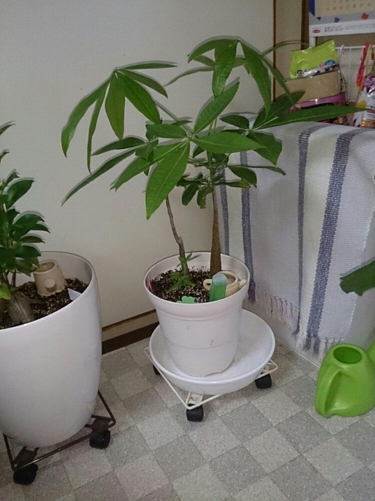 パキラの投稿画像 By Ryo さん 観葉植物と寄せ植えとno Green No Lifeと成長記録と パキラとかわいいな とニョキニョキとおててと素敵 17月10月15日 Greensnap グリーンスナップ