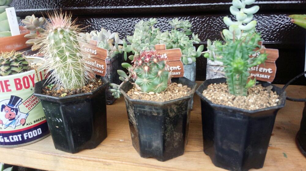 サボちゃんの投稿画像 By Mint Styleさん シマムラ園芸イベントとシマムラ園芸と埼玉 17月10月16日 Greensnap グリーンスナップ