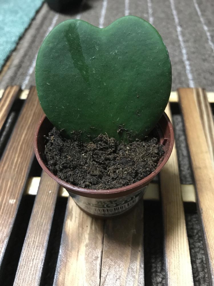 ハートホヤの投稿画像 By ランタンさん サクララン属と多肉植物 17月10月16日 Greensnap グリーンスナップ