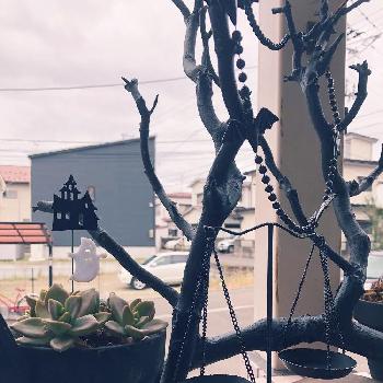 枯れ枝リメイクの投稿画像一覧 Greensnap グリーンスナップ