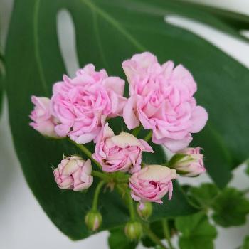 ゼラニウム ミルフィーユローズバッドの投稿画像一覧 Greensnap グリーンスナップ