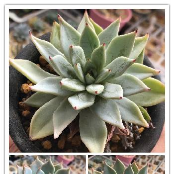 野原園芸の投稿画像一覧 Greensnap グリーンスナップ