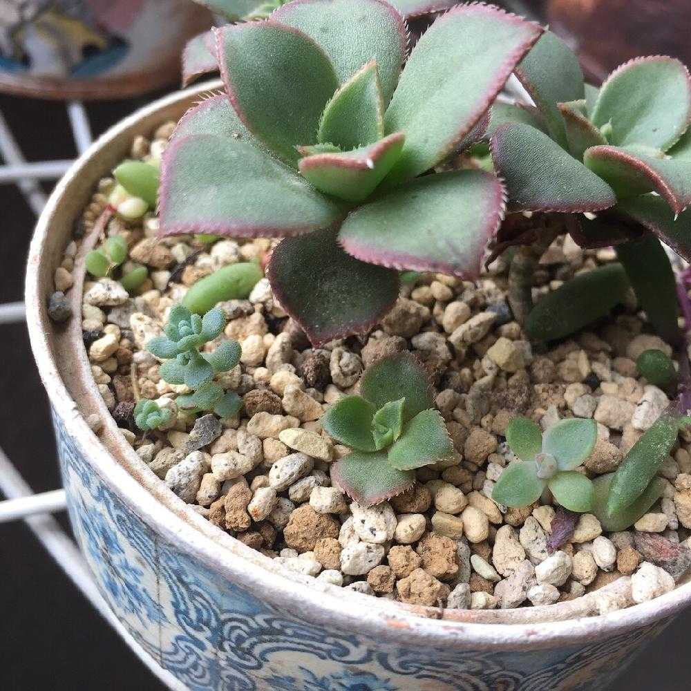 好評 専用‼︎多肉植物^o^ 葉挿し赤ちゃんフレーベル錦 葉挿し赤ちゃん