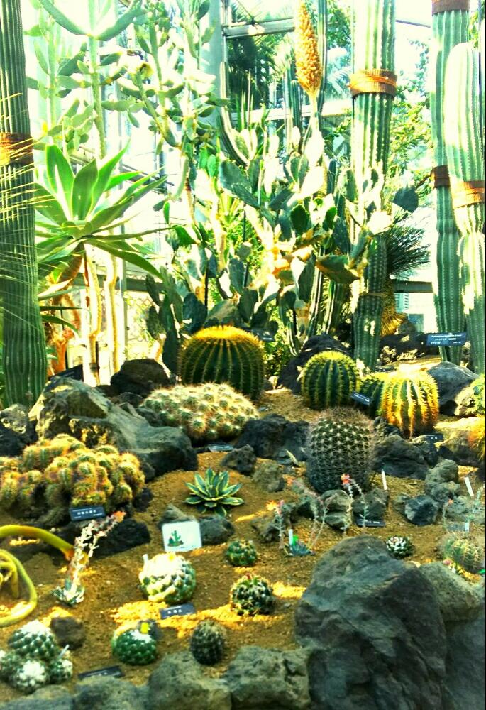 サボテンの投稿画像 By ビブさん 多肉植物とサボテン科とサボテン と温室サボテンと鶴見緑地と植物園と乾燥に強いと咲くやこの花館とサボテンの寄せ植えときれいと サボテンいろいろと地植えとタニラー 17月10月17日 Greensnap グリーンスナップ