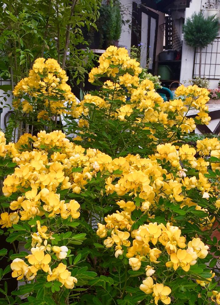 カシアコリンボーサの投稿画像 By ギボウシさん アンデスの乙女とお出かけ先と先日の一枚と関西は晴れと外さむい と300いいねと先日の一枚と関西は晴れと外さむい 17月10月18日 Greensnap グリーンスナップ Greensnap グリーンスナップ