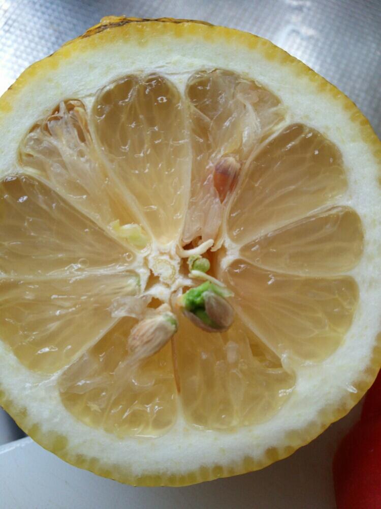 国産レモンを 種から 栽培してみることにした Greensnap グリーンスナップ