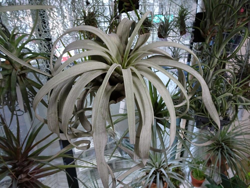 チランジア サカパネンシス × キセログラフィカ - 植物/観葉植物