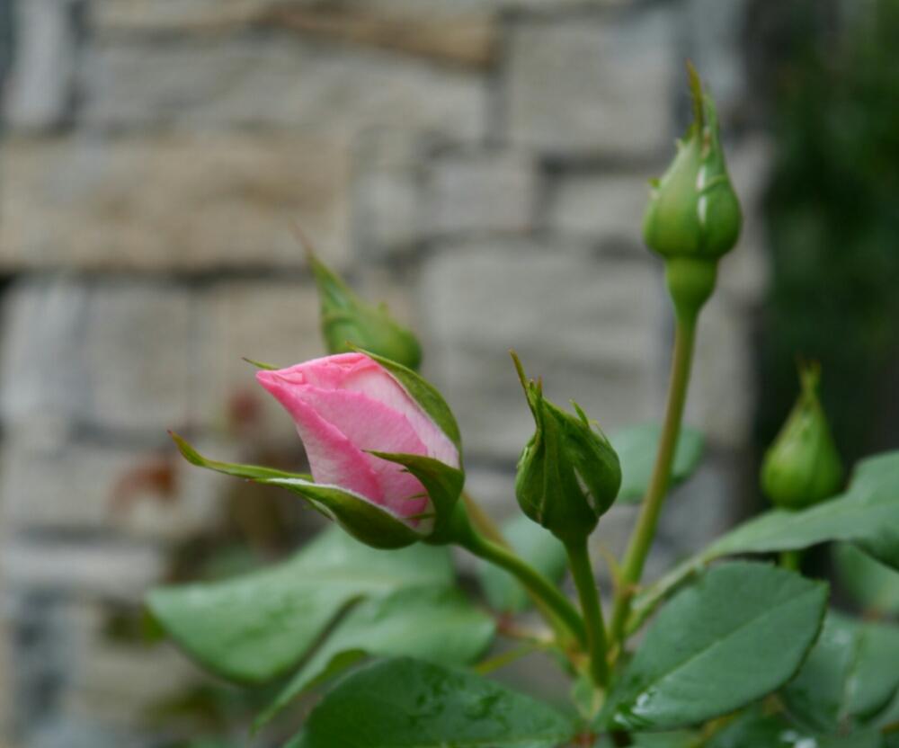 ボーダーローズの投稿画像 By あこがれの庭師さん バラ ストロベリーアイスと薔薇のつぼみとナチュラルテイスト 17月10月18日 Greensnap グリーンスナップ