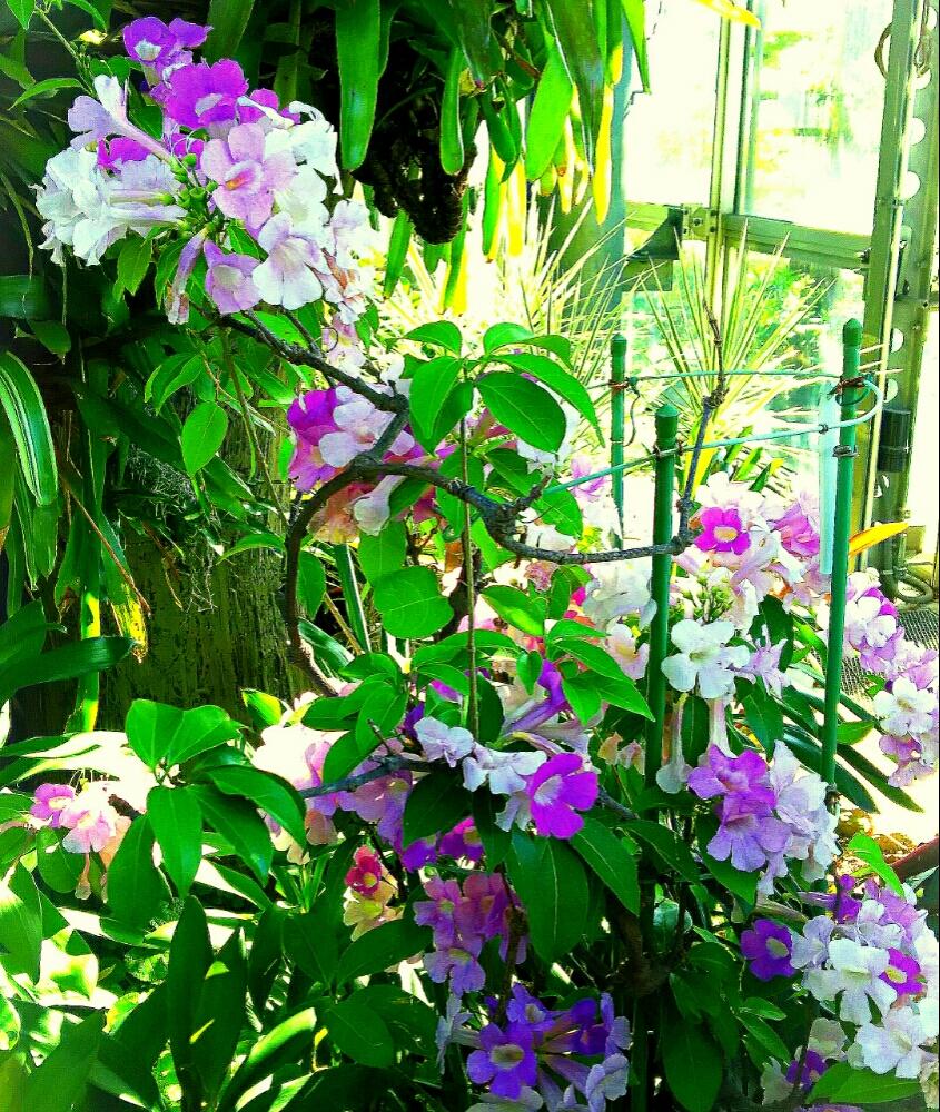 ニンニクカズラの投稿画像 By ビブさん 紫色ときれいと鶴見緑地と植物園とキュートと可愛いと咲くやこの花館と臭い花と南国植物と熱帯アメリカ原産と花言葉とノウゼンカズラ科 17月10月18日 Greensnap グリーンスナップ