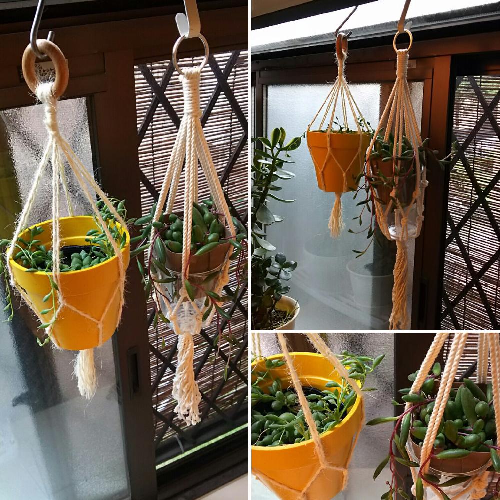 窓辺の投稿画像 By こあてらこさん お風呂場とハンキングと ルビーネックレスとマクラメハンギングと ピーチネックレスと窓辺の癒しとお風呂場とハンキングと ルビーネックレスとマクラメハンギングと ピーチネックレスと窓辺の癒し 17月10月19日 Greensnap