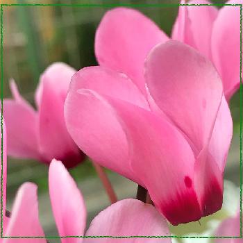 ガーデンシクラメン☆の画像 by のかさん | 小さな庭と乙女ピンクとピンクの花と大好きだからとガーデンシクラメン☆とお値下げ品