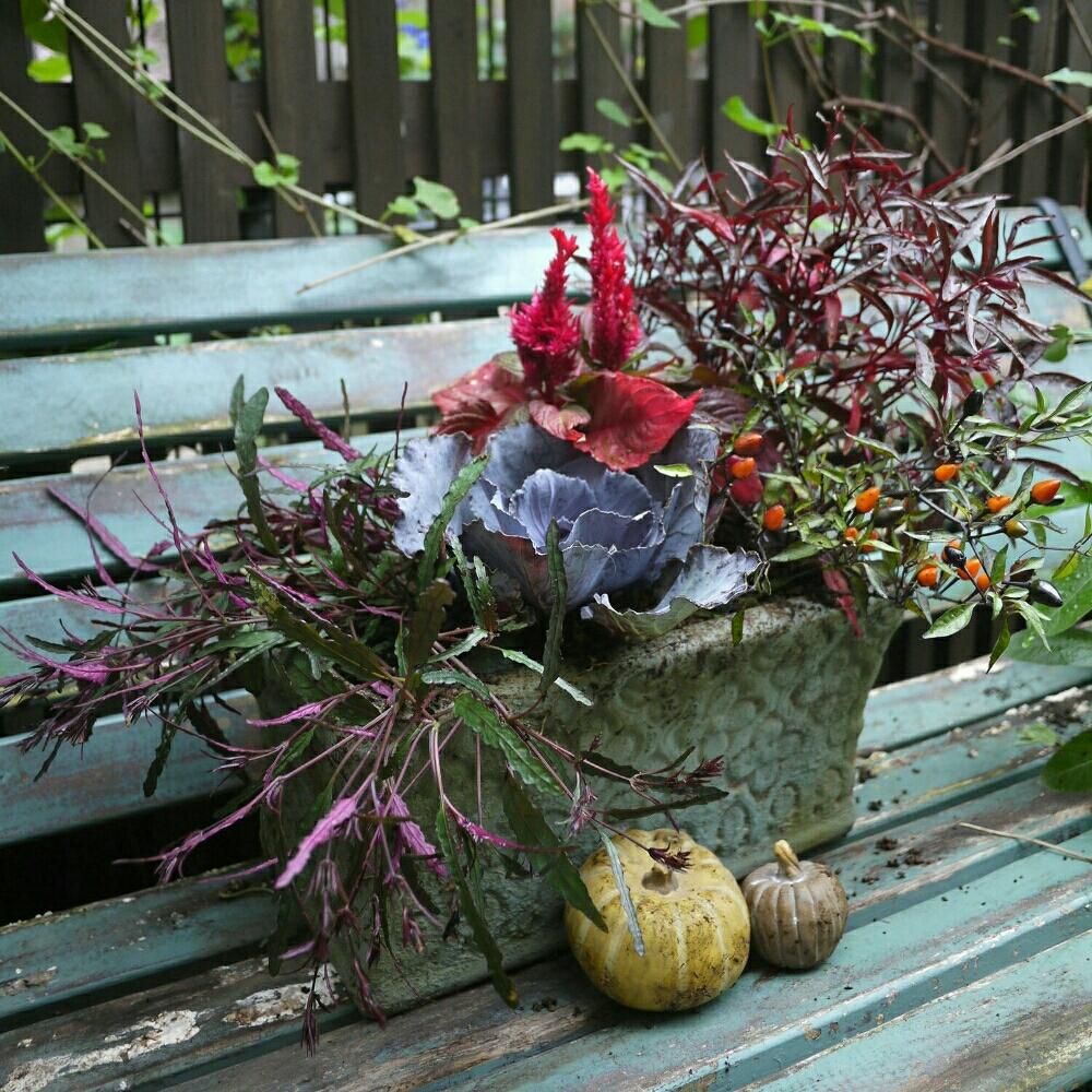 ハロウィンコンテスト17の投稿画像 By Fumi3さん ベンチとナチュラルガーデンと今日のお花と鉢植えとガーデニングと花のある暮らしと植木鉢と秋の花 17月10月19日 Greensnap グリーンスナップ