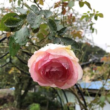 バラアーチ。の画像 by taka4volvoさん | 広い庭と薔薇愛同盟とつるバラと今日のお花とバラ開花とバラアーチ。とバラ・ミニバラとバラを楽しむ