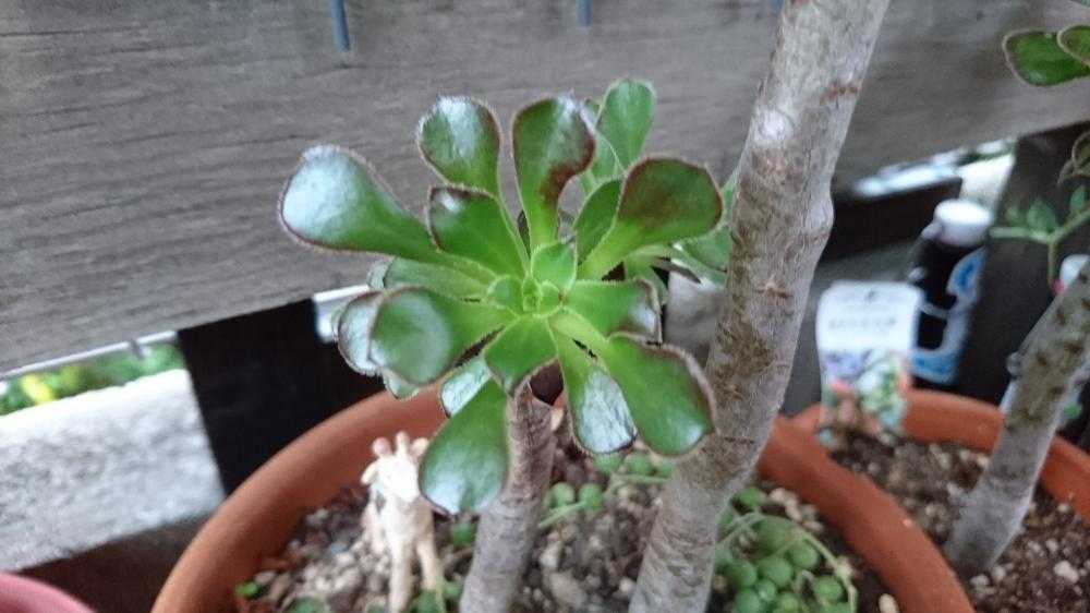 黒法師｜🍀GreenSnap（グリーンスナップ）