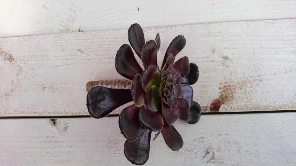 黒法師｜🍀GreenSnap（グリーンスナップ）