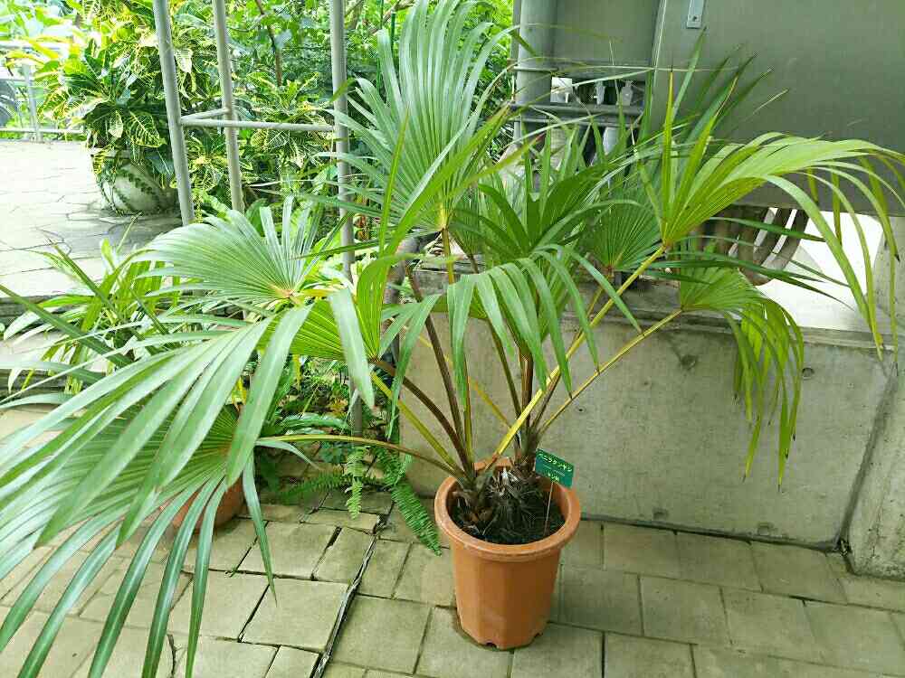 ベニオウギヤシ(Latania lontaroides)の一覧|🍀GreenSnap ベニオウギヤシ(Latania lontaroides)の一覧|🍀GreenSnap