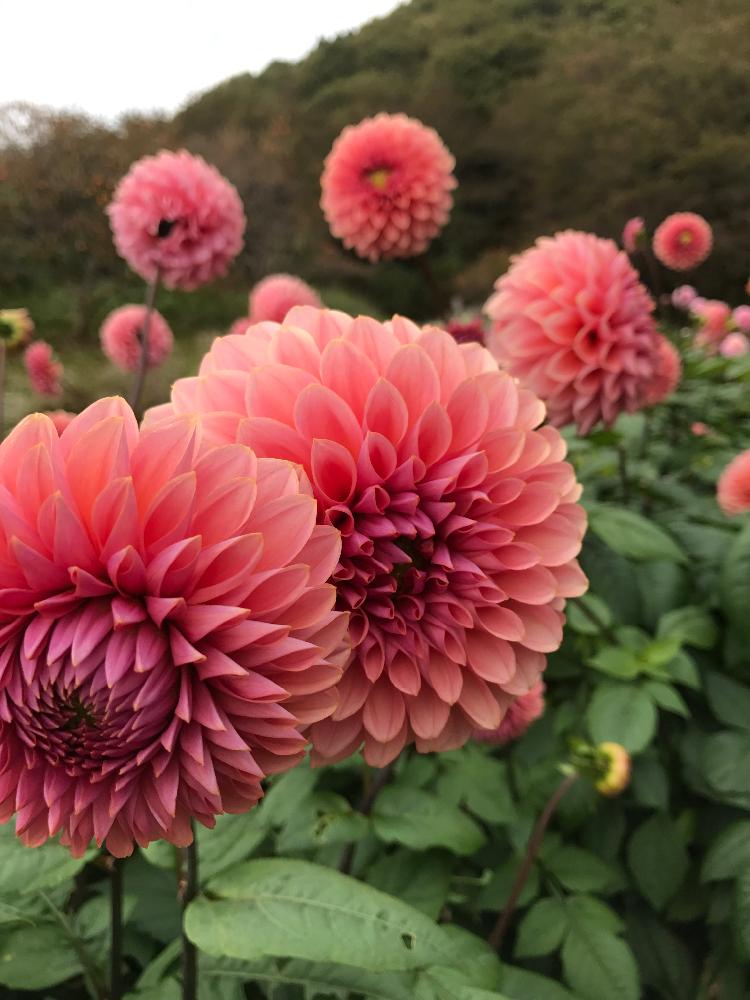 お出かけ先の投稿画像 By トラキラりんこさん 秋田県と植中毒と秋田ダリア園とダリア とダリア と秋田県と植中毒と秋田ダリア園とダリア とダリア 17月10月19日 Greensnap グリーンスナップ Greensnap グリーンスナップ