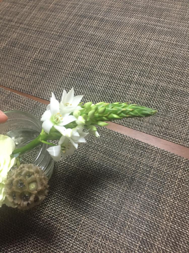 オーニソガラム シルソイデスの投稿画像 By まちこさん 部屋 17月10月日 Greensnap グリーンスナップ Greensnap グリーンスナップ オーニソガラム シルソイデスの投稿画像 By まちこさん 部屋 17月10月日 Greensnap グリーンスナップ Greensnap グリーンスナップ