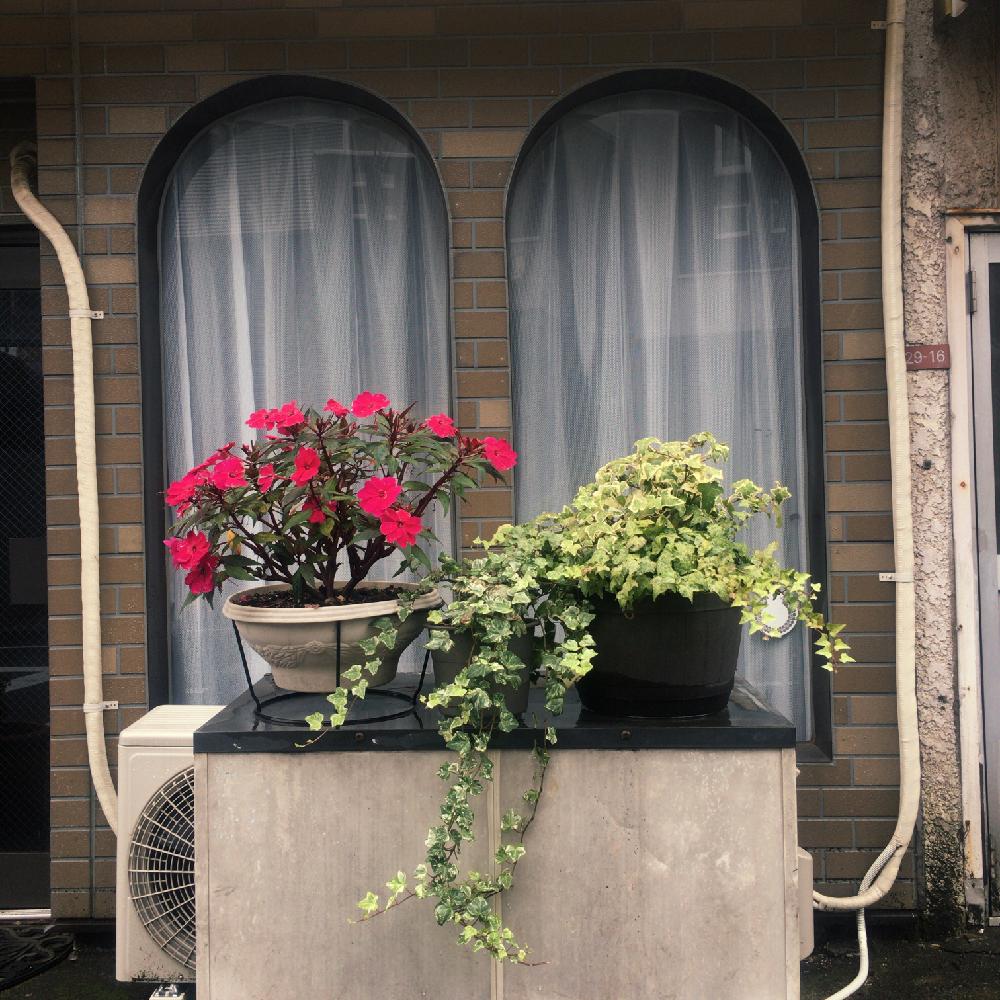 アイビーの投稿画像 By さおさん 玄関周りとご近所さんの植物とお散歩写真と花のある暮らしと路上園芸 17月10月日 Greensnap グリーンスナップ