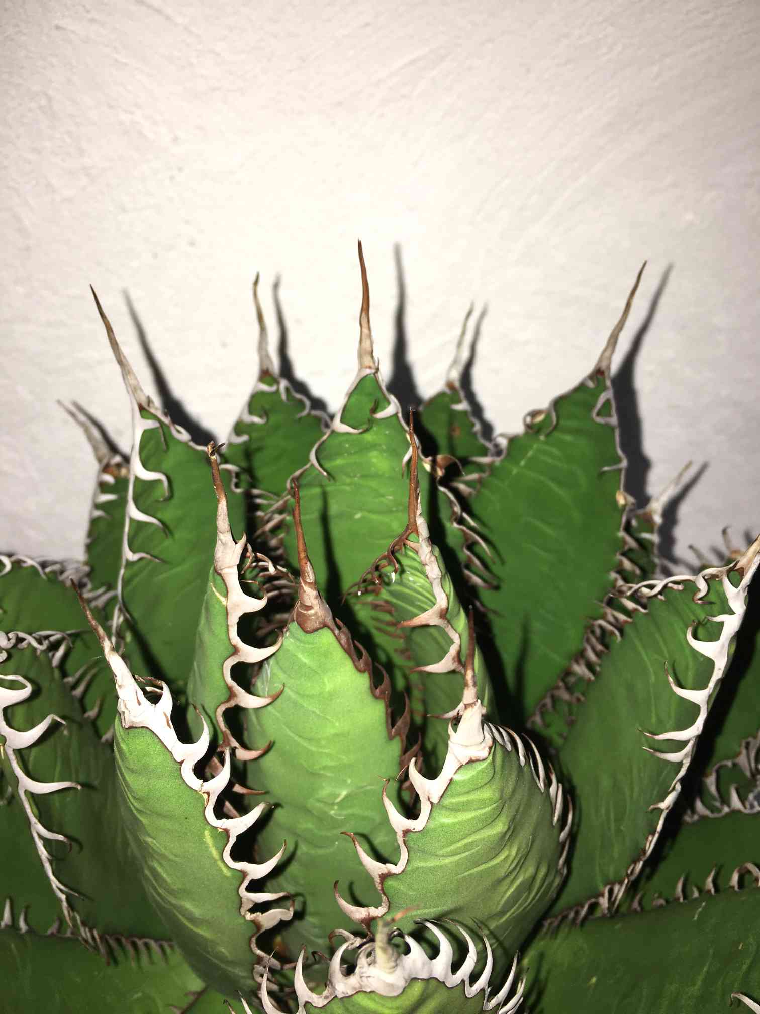 アガベ ホリダ｜🍀GreenSnap（グリーンスナップ）