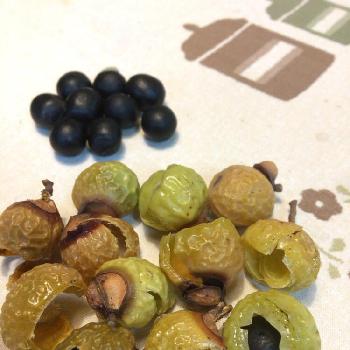 羽子板の羽の投稿画像一覧 Greensnap グリーンスナップ