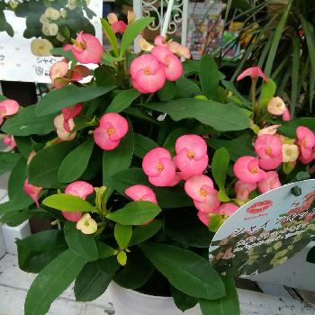 花言葉は 早くキスして の投稿画像一覧 Greensnap グリーンスナップ