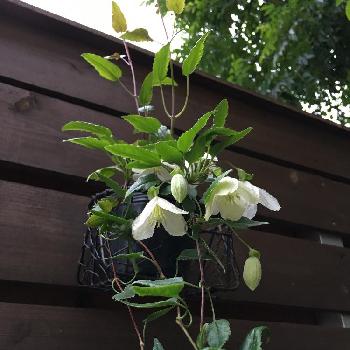 ジングルベルの画像 by tibiさん | 小さな庭とクレマチスとクレマチス ジングルベルとクレマチスジングルベルとジングルベルとno green no lifeとつる性植物とはじめましてと私の庭と新入りさんと白い花とかわいいな♡とうつむいて咲く花