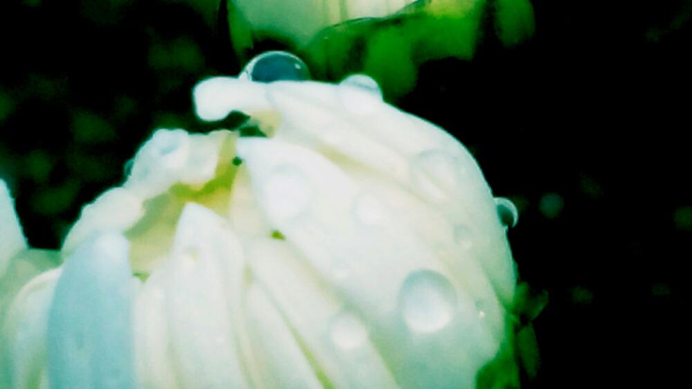 キクの投稿画像 By Moonさん 白菊とお出かけ先とつぼみと実家の庭と父の菊と白い花と秋雨に咲くと秋の花としずくキラキラとつぼみと実家の庭と父の菊と 白い花と秋雨に咲くと秋の花としずくキラキラ 17月10月日 Greensnap グリーンスナップ Greensnap