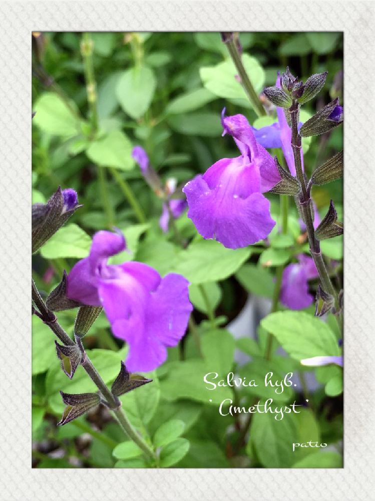 チェリーセージ アメジスト の投稿画像 By たかさん お気に入り と癒しとハーブ とシソ科 とガーデニング 17月10月21日 Greensnap グリーンスナップ